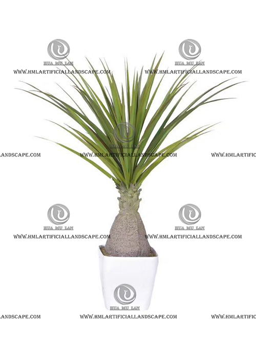 AGAVE PLANT