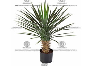 AGAVE PLANT
