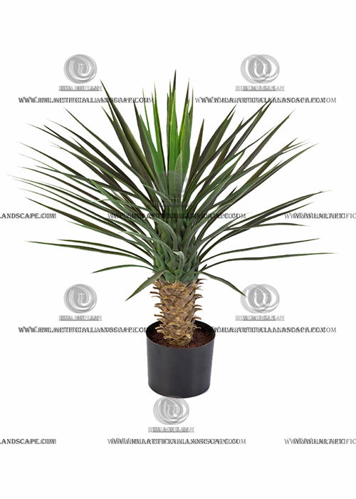 AGAVE PLANT