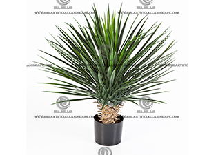 AGAVE PLANT