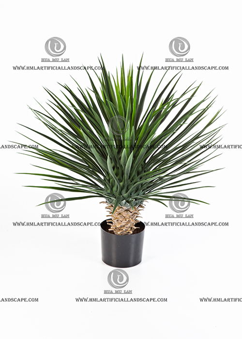 AGAVE PLANT