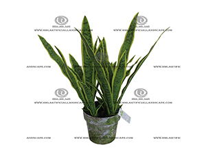 AGAVE PLANT