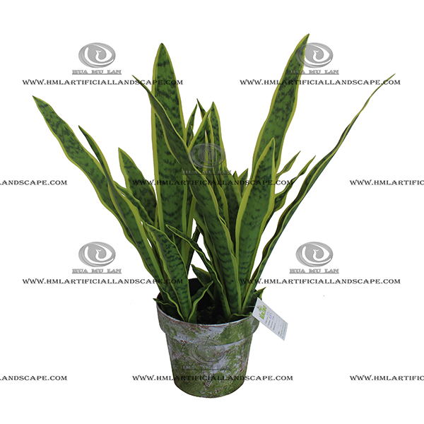 AGAVE PLANT