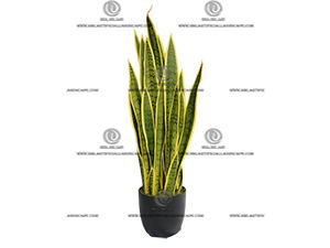 AGAVE PLANT