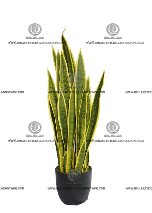 AGAVE PLANT