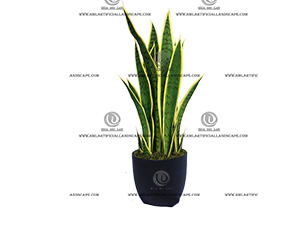 AGAVE PLANT