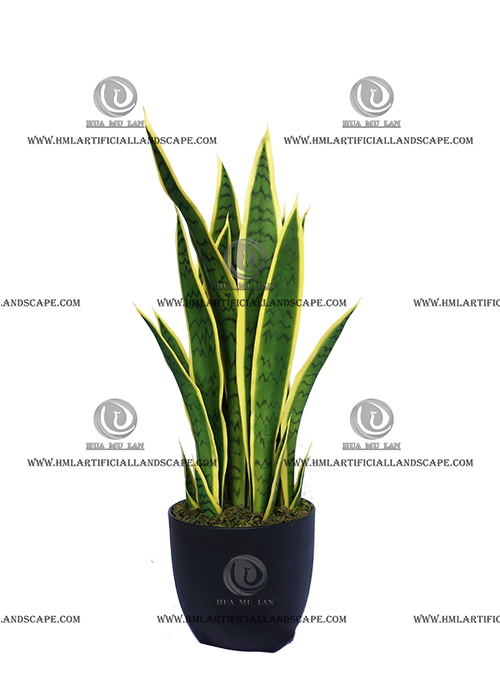 AGAVE PLANT