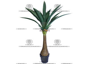 AGAVE PLANT