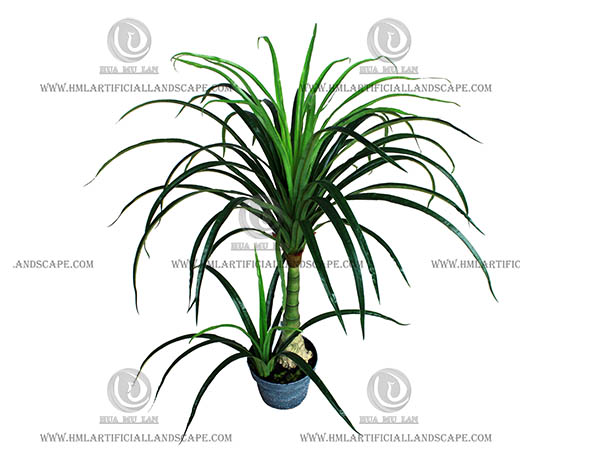 DRACAENA MARGINATA