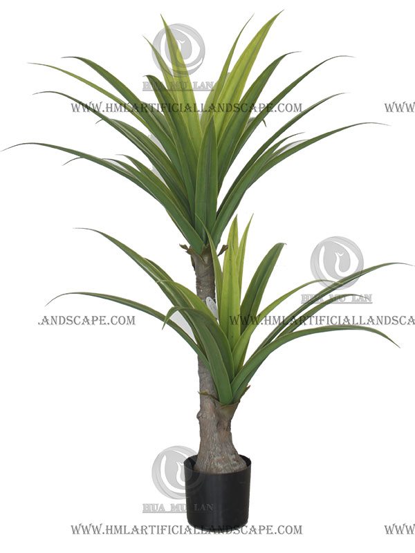 DRACAENA