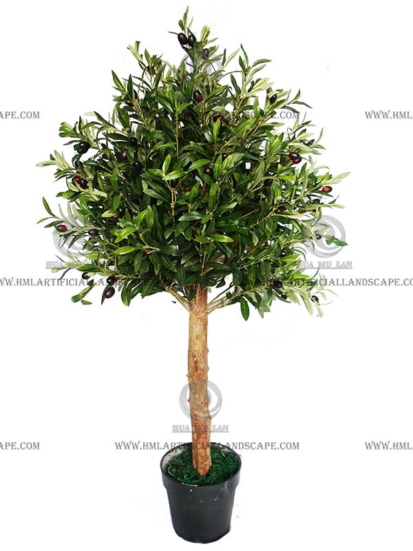 OLIVE TREE
