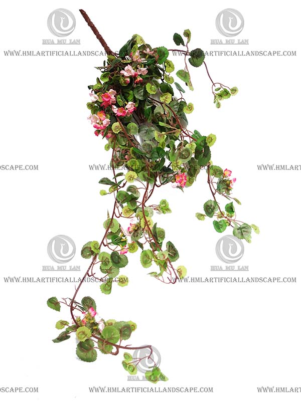 GERANIUM-HANGING-BUSH