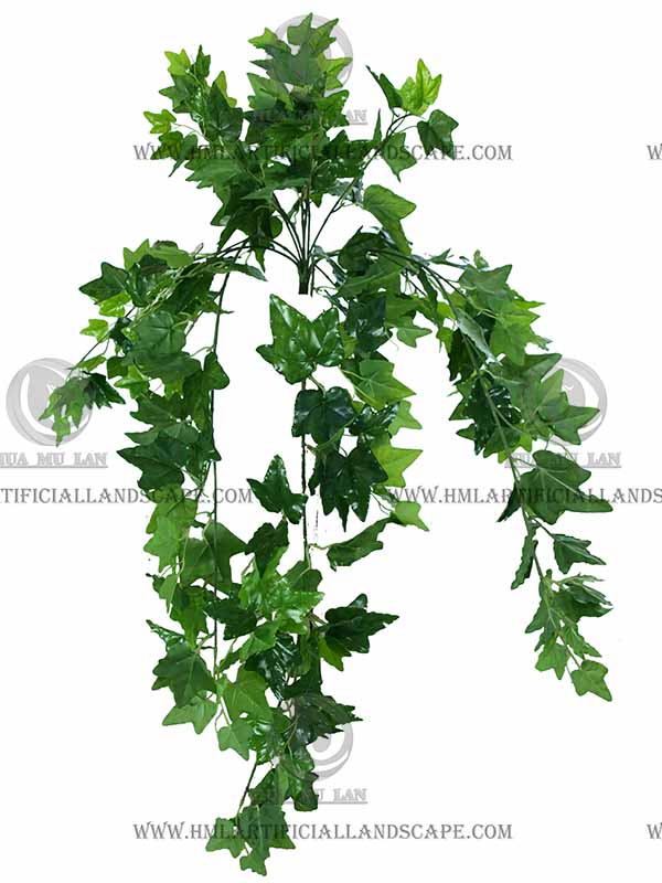IVY-HANGING-BUSH