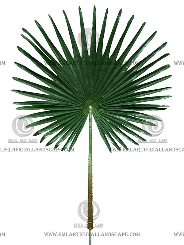 GIANT FAN PALM LEAF