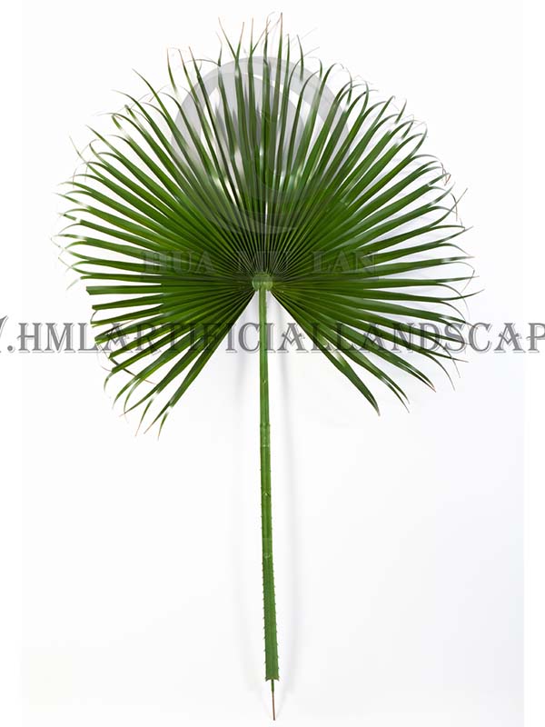 GIANT FAN PALM LEAF