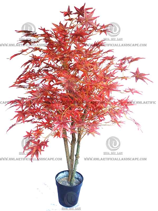 MAPLE TREE
