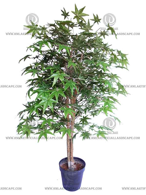 MAPLE TREE