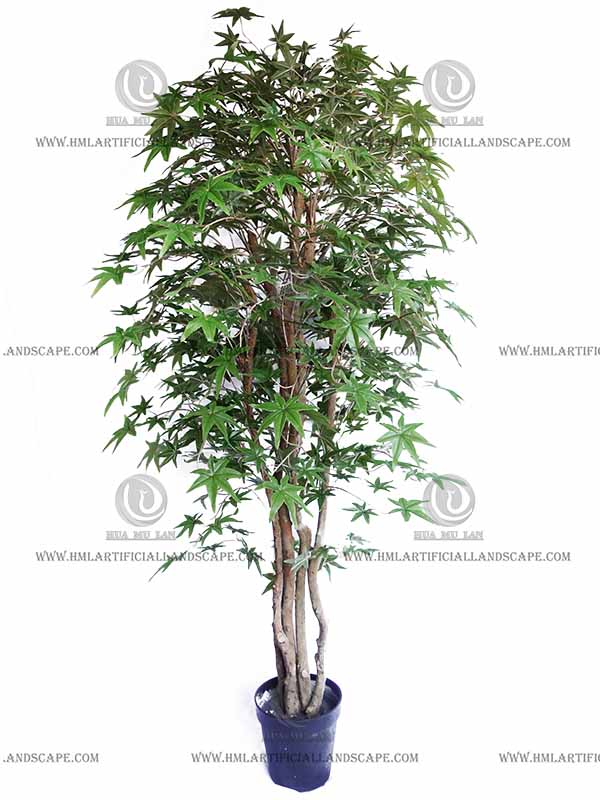 MAPLE TREE