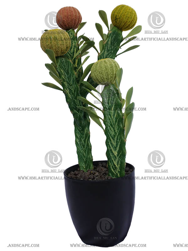 CACTUS
