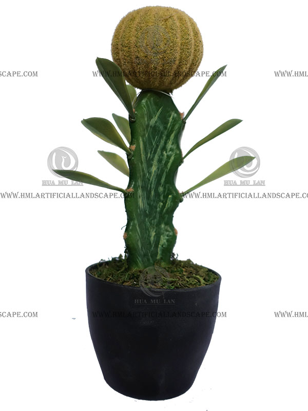 CACTUS