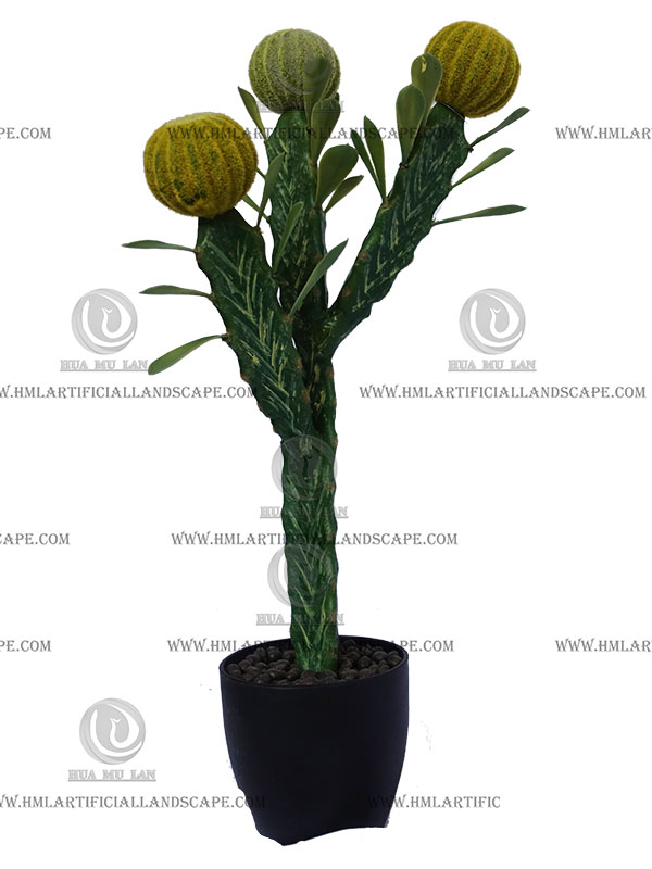 CACTUS