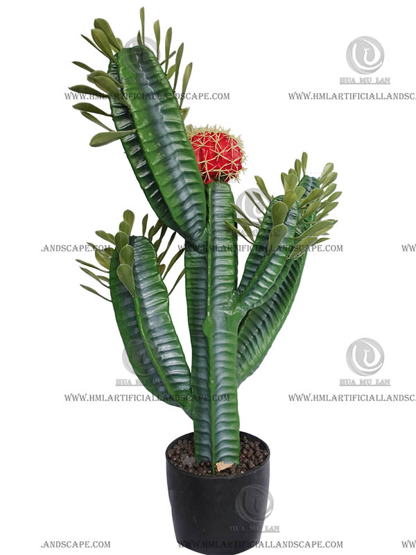 CACTUS