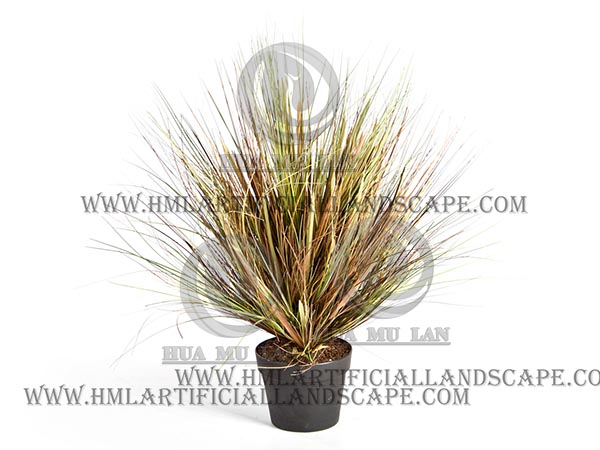 ONION GRASS