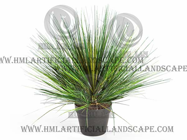 ONION GRASS