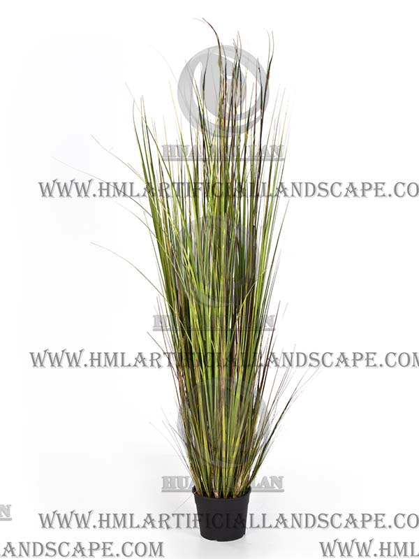ONION GRASS