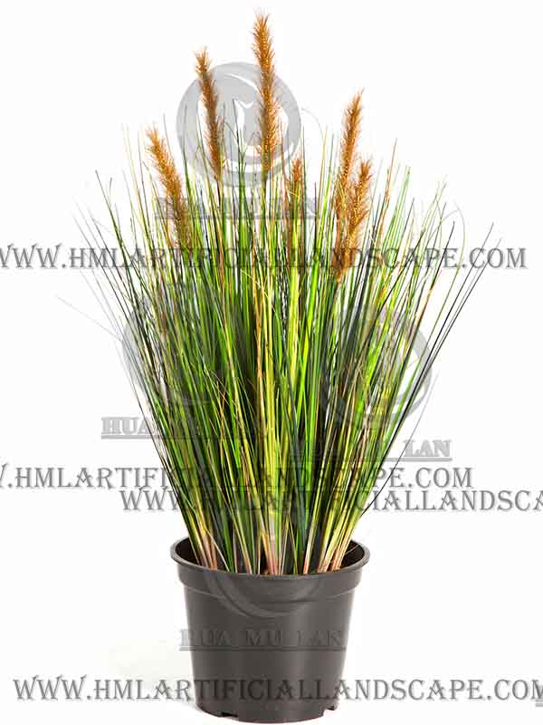 ONION GRASS