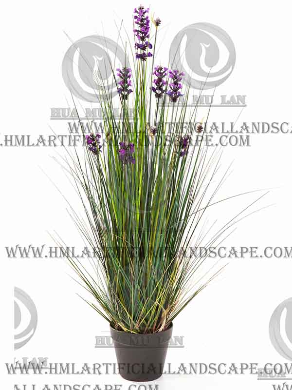 ONION GRASS