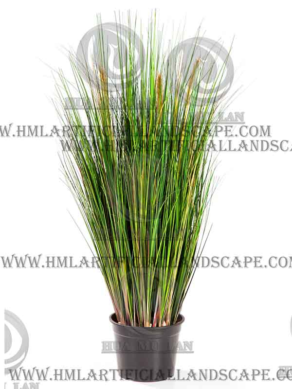 ONION GRASS