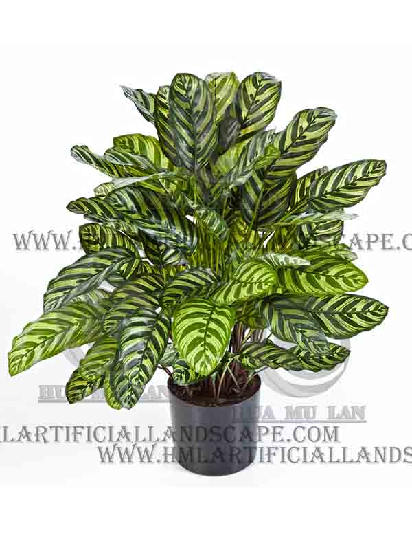 CALATHEA VEITCHIANE