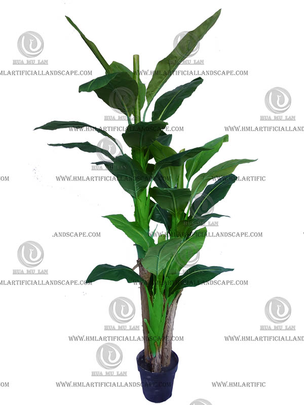 DIFFENBACHIA